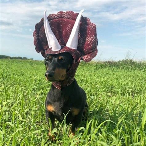 Crusoe Crusoe The Celebrity Dachshund Dog Halloween Costumes Dog