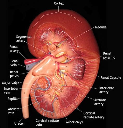 The nervous system controls both voluntary action (like conscious movement) and involuntary actions (like breathing), and sends signals to different parts of the body. 17 Best images about Kidney Disease on Pinterest | Kidney ...
