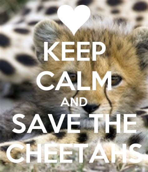 Keep Calm And Save The Cheetahs Poster Emilycheetah Keep Calm O Matic