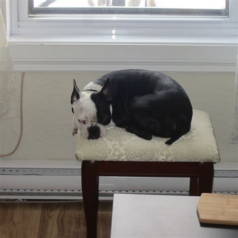 33 Boston Terrier Sleeping On Back Pic Bleumoonproductions