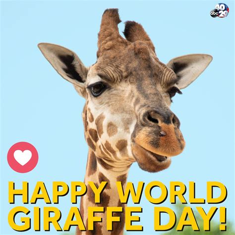 Giraffe Day: World Giraffe Day promotes conservation, habitat