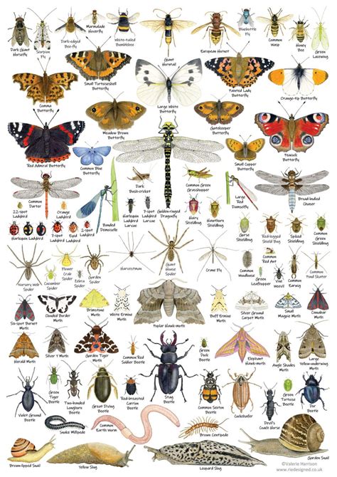 British Invertebrates Identification A3 Card Poster Art Print