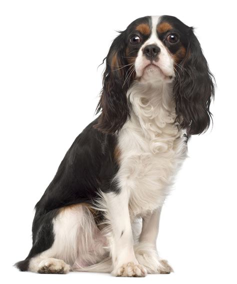 The leather (lobe) of my ear reaches nearly to the end of my nose. Cavalier King Charles španjel - predstavitev pasme