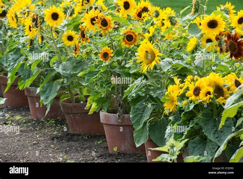 Helianthus Annuus Dwarf Sunflowers In Plant Pots At Rhs Wisley Gardens