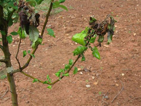 Discover tips on marketing your produce and managing your business. Fire Blight - Control | Walter Reeves: The Georgia Gardener