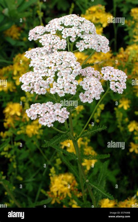 Common Yarrow Achillea Millefolium Stock Photo Alamy