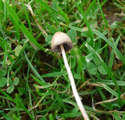 Psilocybe Semilanceata Magic Mushroom Forest Of Dean