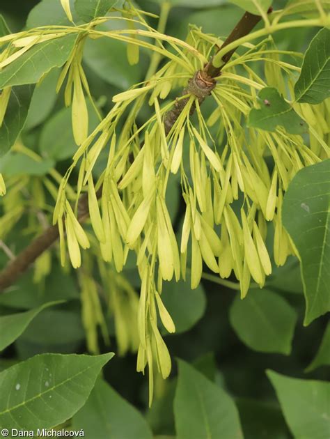 Fraxinus Pennsylvanica Jasan Pensylvánský Pladias Databáze české