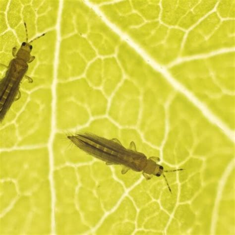 Complete Guide On How To Get Rid Of Thrips Effectively