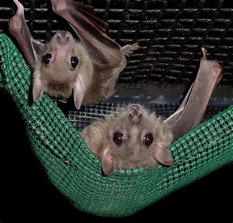 Animal Rescue Near Me Bats - VINAML
