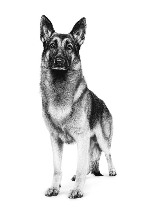 Guide Dog Breeds German Shepherd Royal Canin