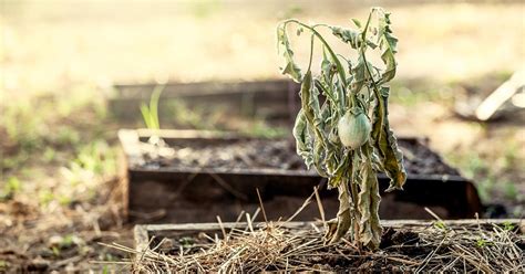We did not find results for: Hacks to Save Your Dying Plants