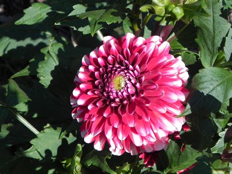 Beautiful Flower of Dahlia | Nature Photo Gallery