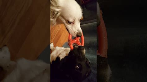 My Dogs Another Game Of Tug Of War Youtube