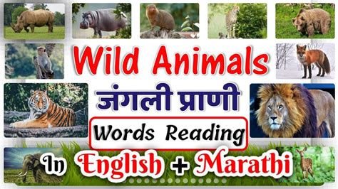 Wild Animals Name In English And Marathi With Spelling जंगली