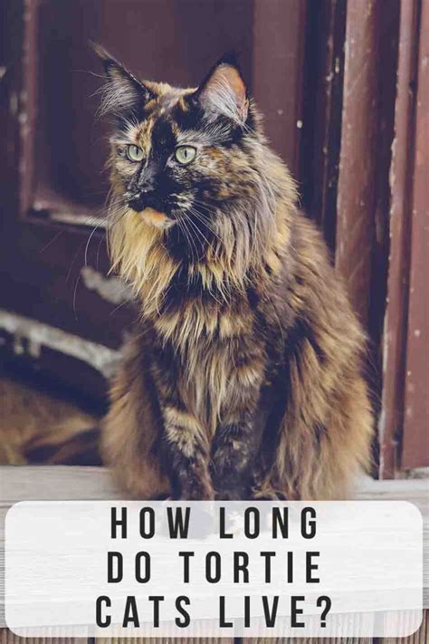 How Long Do Tortoiseshell Cats Live