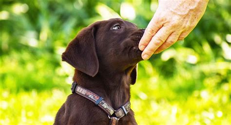 They also contain a lot of fiber which helps keep dogs. Best Grain-Free Dog Food Of 2020: Reviews & Buyer's Guide