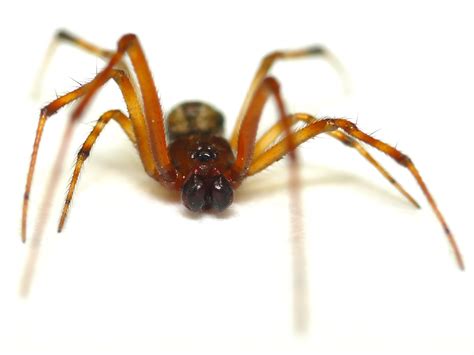 They have big, and round abdomens, with skinny legs and are. Minnesota Spiders: Male Common House Spider (Parasteatoda ...