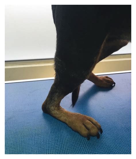 Complete Rupture Of Achilles Tendon In A Canine Patient With