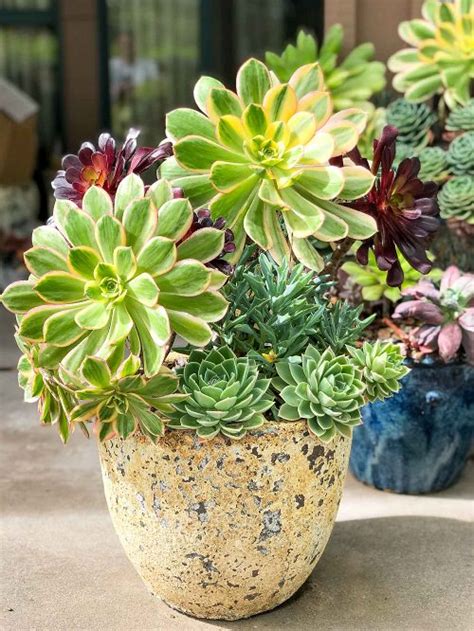 Tips On Growing Sunburst Succulents In India India Gardening