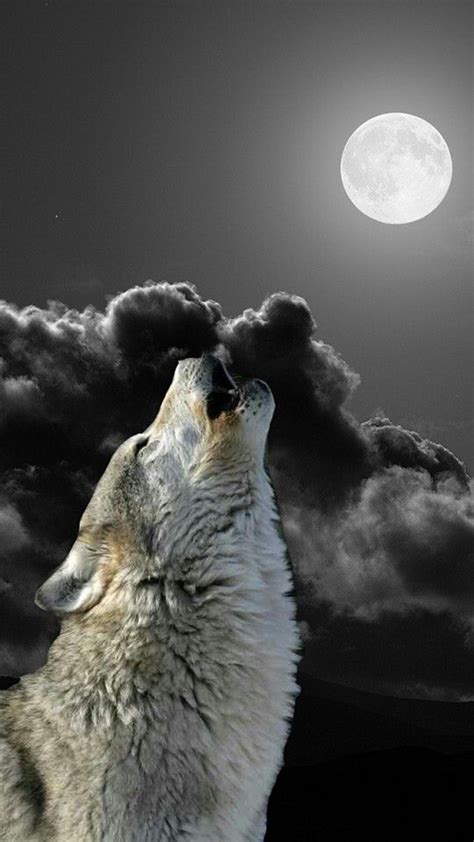 The Call Wolf Howling At Moon Wolf Pictures Wolf Spirit Animal