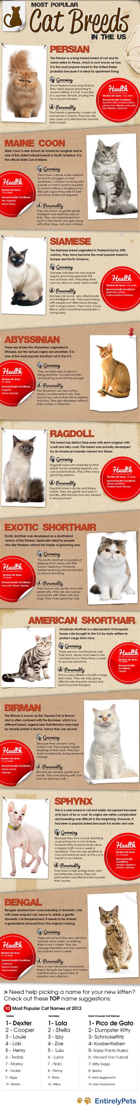 Most Popular Cat Breeds In The US Infographic