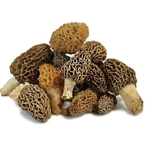 Fresh Midwest Blonde Morel Mushrooms At Earthy Delights Stuffed