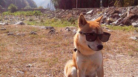 This Is A Fiasco Bro Cute Russian Shiba Dog Becomes