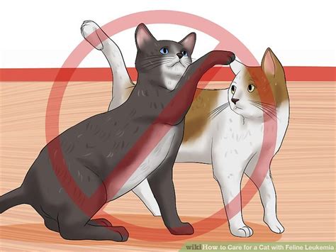 How To Care For A Cat With Feline Leukemia With Pictures