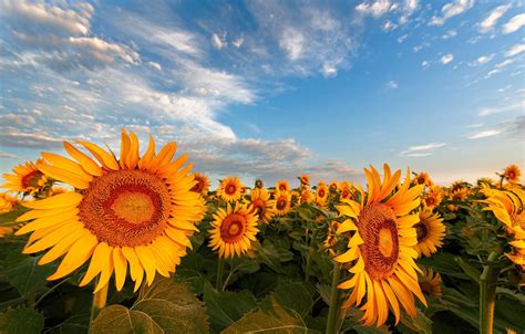 Sunflower Field Wallpaper 1332x850 57046 Baltana