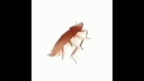 These videos are temporarily unavailable. Cockroach dance because he has depression - YouTube