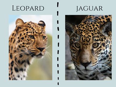Jaguar Vs Leopard Vs Cheetah - Cheetah vs. Leopard: What is The