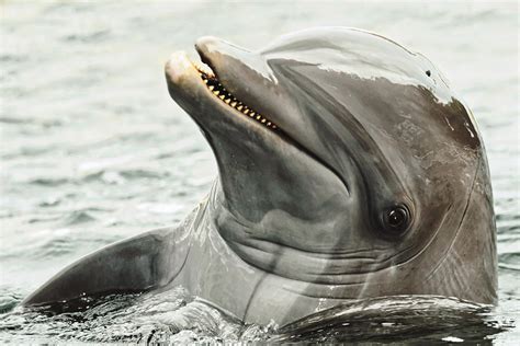 Dolphin Smile Photograph By Felipe Correa Fine Art America