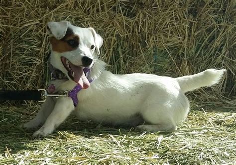 Registered English Jack Russell Terrier Puppies English Jack Russell