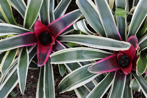 Check spelling or type a new query. Tri-color Neoregelia bromeliads. These bromeliads look so ...