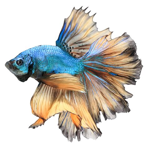 Betta PNG Images Transparent HD Photo Clipart Fish Drawings