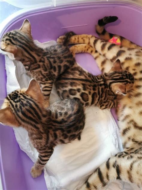 outstanding bengal kittens for sale adoption from auckland auckland classifieds