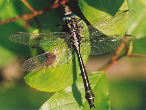 Gomphus Dragonfly Wikipedia