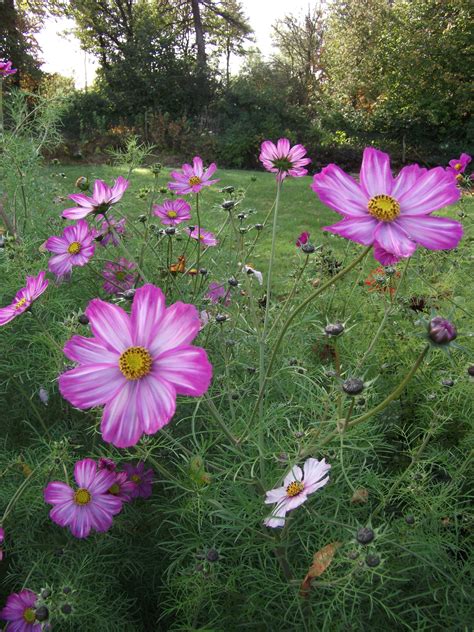 Babylon Flowers Seasonal British Grown Flowers British Grown