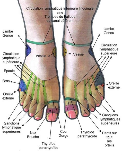 25 best reflexologie plantaire images on pinterest acupressure acupuncture and naturopathy