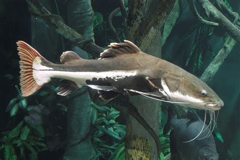 Redtail Catfish From The Tennessee Aquariums River Giants Exhibit Red