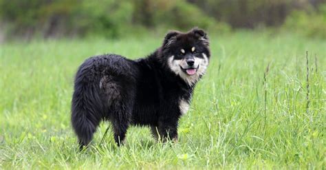 Finnish Lapphund Dog Breed Complete Guide Az Animals
