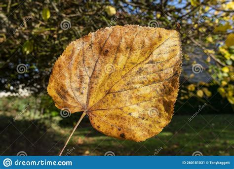 Common Lime Tree Leaf Tilia X Europaea In Autumn Fall Colour Stock