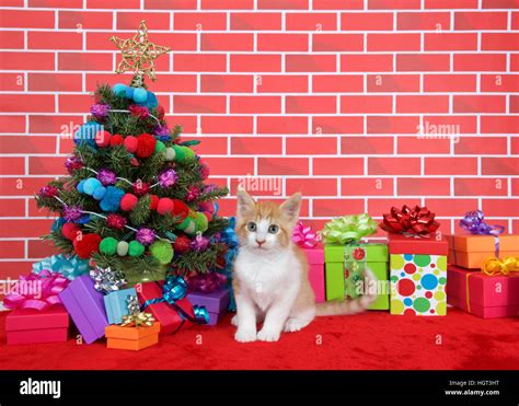 Orange And White Kitten Hi Res Stock Photography And Images Alamy