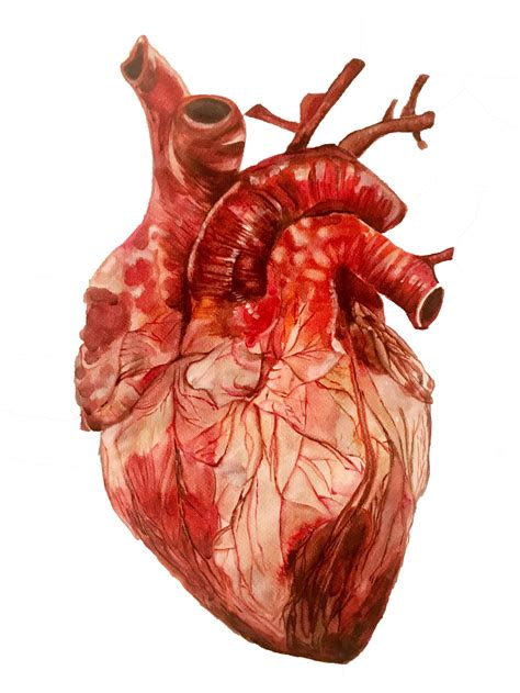 Anatomical Heart Png Transparent Images Pictures Photos Png Arts