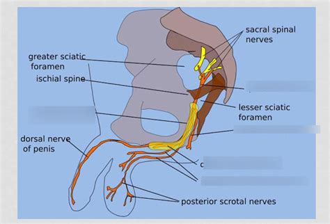 Block Lsn Pudendal Nerve Diagram Quizlet