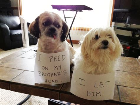 78 Asshole Dogs Being Shamed For Their Crimes Bored Panda