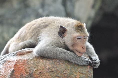 Lazy Monkey Stock Image Image Of National Rest Costa 30704869