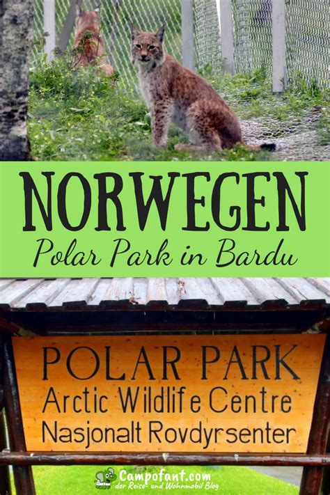 Der Nördlichste Wildpark Der Welt Liegt In Norwegen Im Polar Park Kannst Du Wölfe Bären