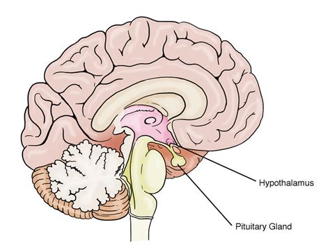 human biology fig 1 47 location of hypothalamus and pituitary gland english labels